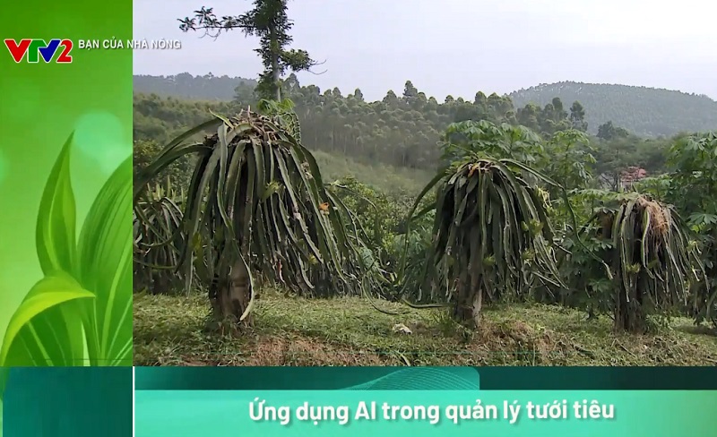 Ứng dụng AI trong quản lý tưới tiêu đối phó với biến đổi khí hậu 