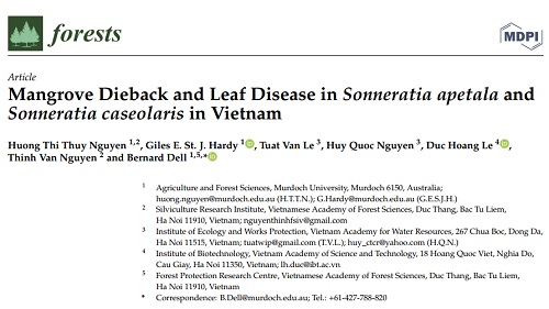 Mangrove Dieback and Leaf Disease in Sonneratia apetala and Sonneratia caseolaris in Vietnam