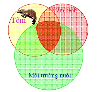 Nuôi tôm ở đồng bằng sông Cửu Long - Những tồn tại và thách thức ảnh hưởng đến phát triển bền vững nghề nuôi