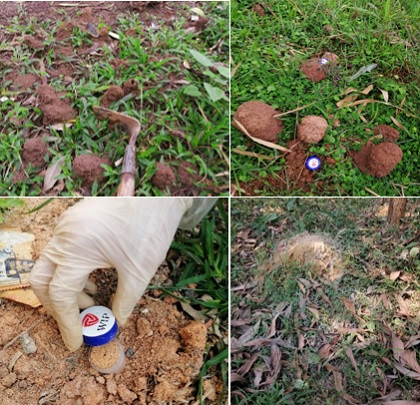 Thử nghiệm bả kiểm soát mối (Isoptera) gây hại một số công trình đập ở miền bắc Việt Nam