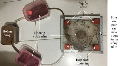 Nghiên cứu quá trình chế biến và lan truyền thức ăn của mối odontotermes hainanensis light (Isoptera: Macrotermitinae) làm cơ sở sử dụng bả  phòng trừ mối hại đê, đập