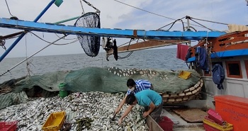 Đa dạng sinh học cá và các đặc tính môi trường vùng biển và hải đảo tỉnh Cà Mau