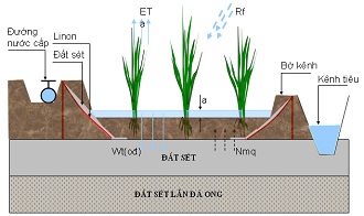 Nhu cầu nước, chế độ tưới thích hợp cho lúa được canh tác theo phương pháp truyền thống và cải tiến ở vùng đồng bằng Bắc Bộ